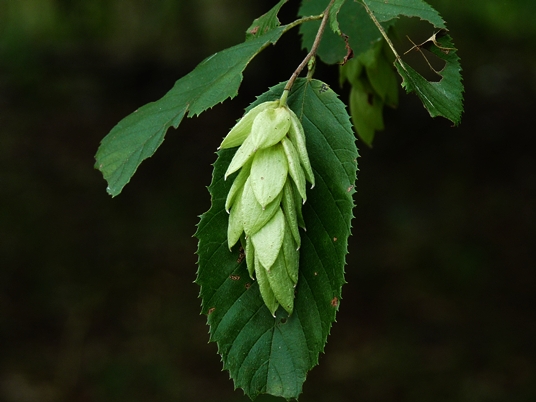 {Ostrya virginiana}